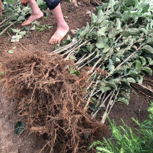 鲁甸县冰糖心苹果苗  苹果苗，云南苹果苗，糖心苹果苗，烟富3，烟富8 嫁接口1.0