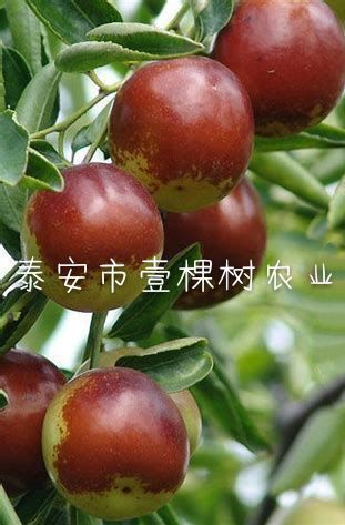 泰安沾化冬枣苗 