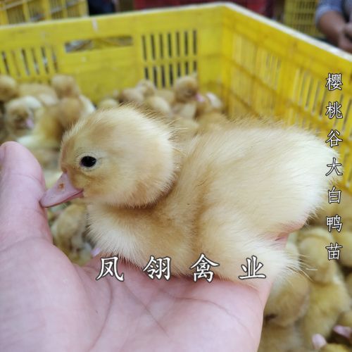 南宁白鸭苗 樱桃谷