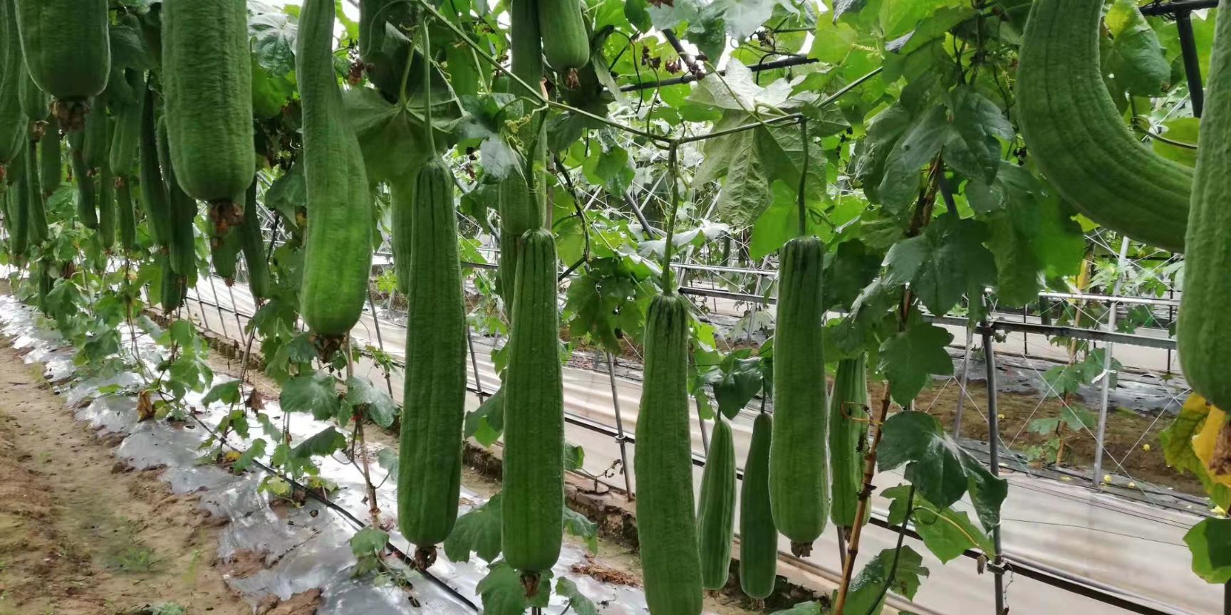 丝瓜种子  天香肉丝瓜(中长条)早熟产耐热亩产9000斤左