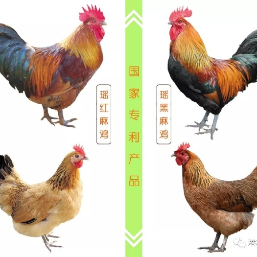 南宁 青脚土鸡苗，黑脚土鸡苗，麻羽土鸡苗，好吃，好养，好品质