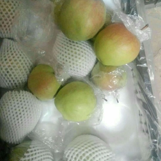 赵县玉露香梨 300-350g 75mm以上 