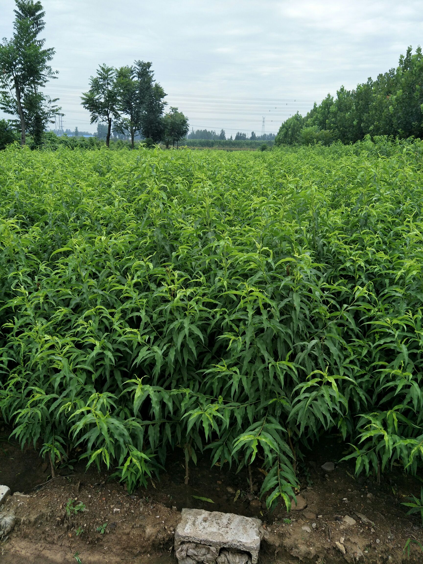 春丽桃树苗 1~1.5米