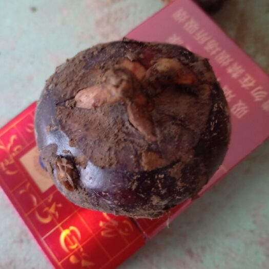 南昌县毛马蹄 大号