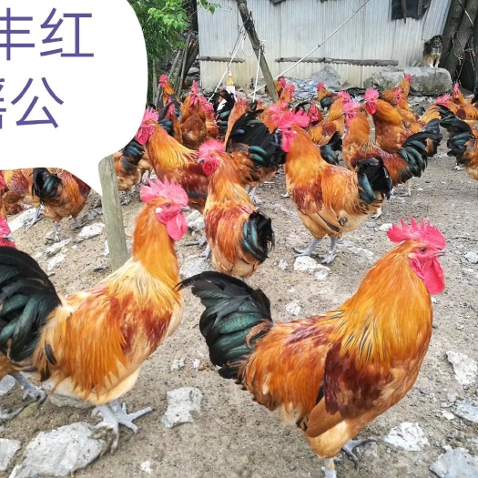 南宁土鸡苗  广西港丰瑶红公苗，红公，青脚，红瑶公苗
