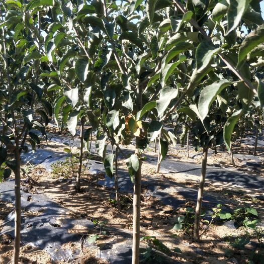卢龙县寒富苹果树苗 80公以上3公分寒富苹果树