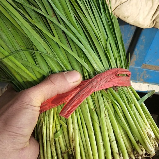 乐亭县大叶韭菜 头茬 30~35cm 