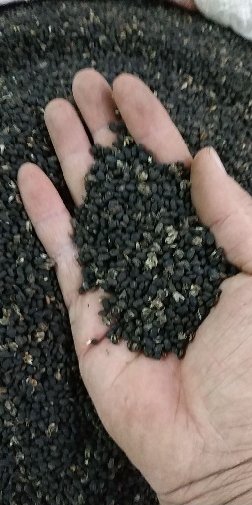 绍兴补骨脂 