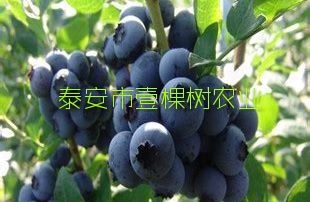 泰安蓝丰蓝莓苗 