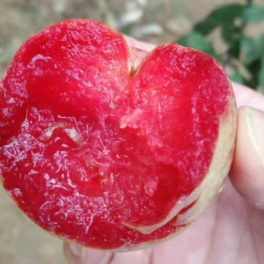 灌云县紫玉蜜李 