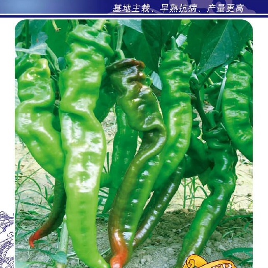 成都螺丝椒种子 97%以上 杂交种