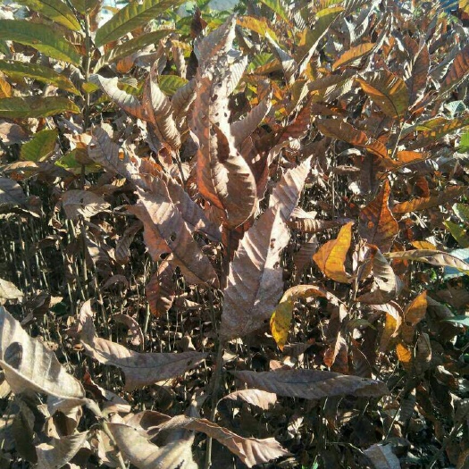罗甸县有机板栗 实生苗 1.5~2米 