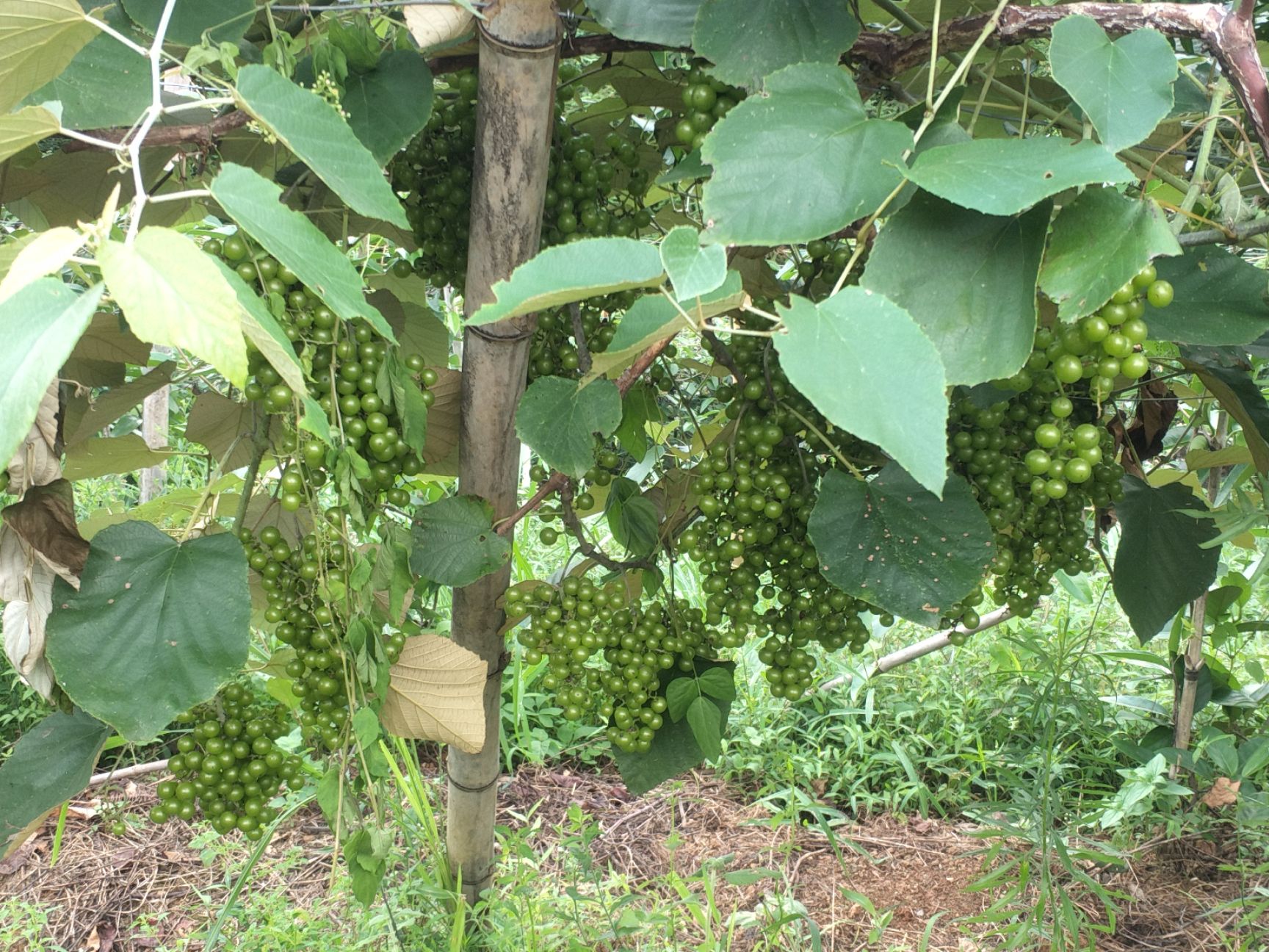 山野葡萄苗