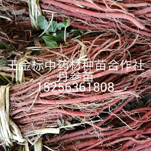 亳州丹参种苗