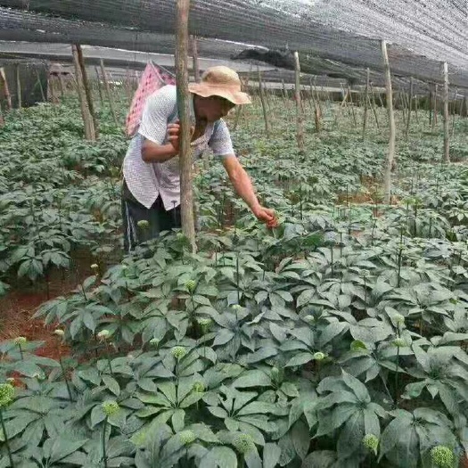 三七