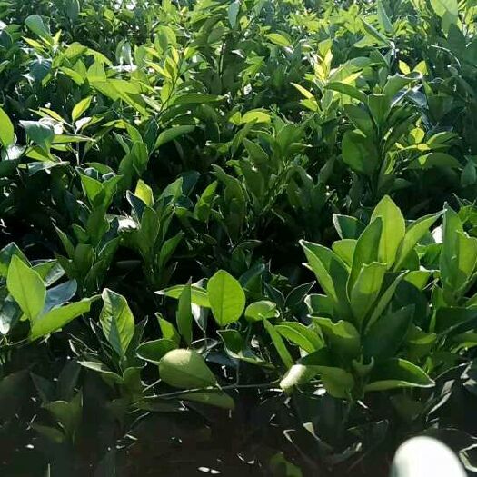 石门县纽荷尔脐橙苗 嫁接苗 0.5~1米