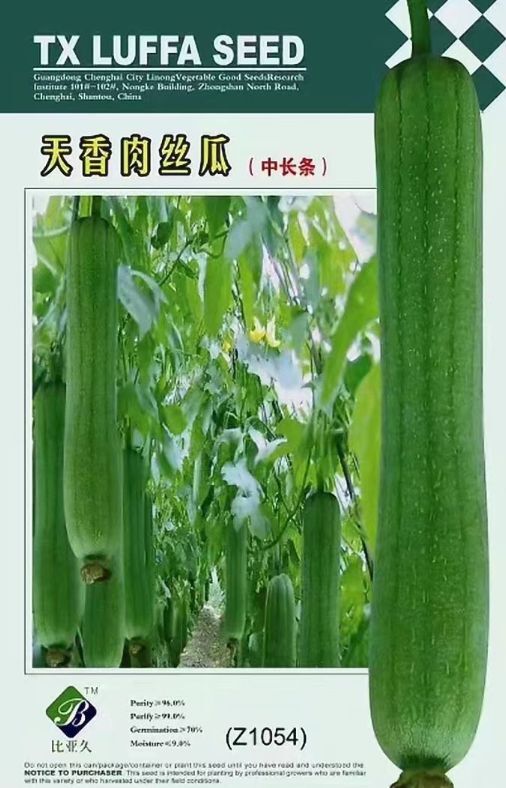 扶沟县丝瓜种子  天香肉丝瓜(中长条)早熟高产耐热亩产9000斤左