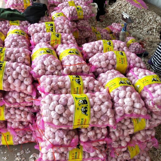 金乡县红皮大蒜 混级统货 多瓣蒜