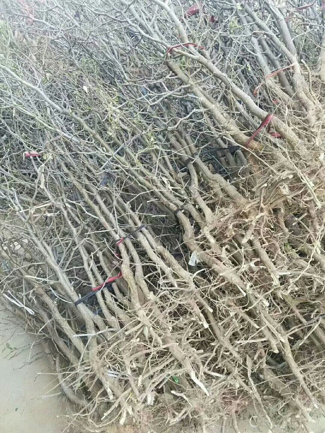 金丝新4号苗