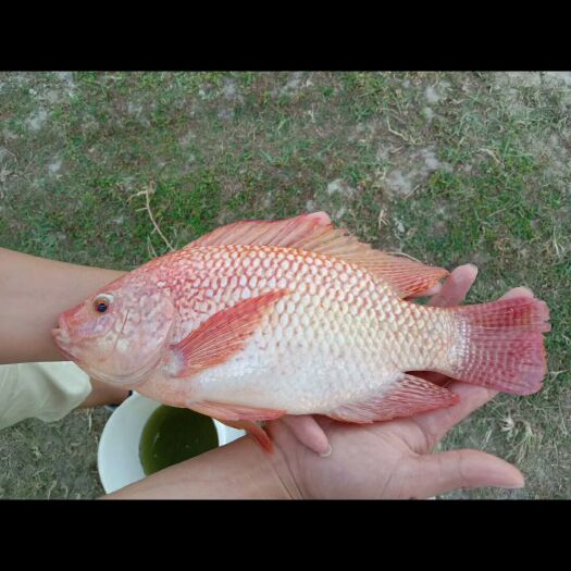 彩虹鲷 红罗非（彩虹雕），原种一号苗，超快大