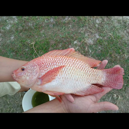 贺州彩虹鲷 红罗非（彩虹雕），原种一号苗，超快大