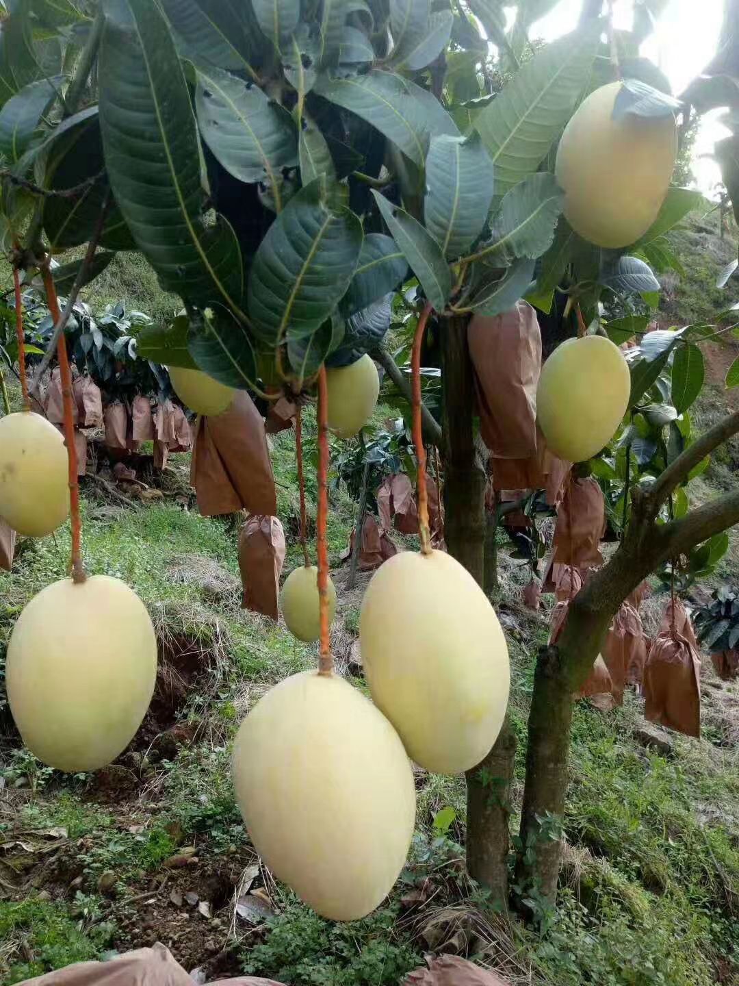 凯特芒 10两以上 