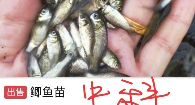 固始县中科三号鲫鱼 人工养殖 0.05公斤 