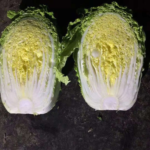 东台市黄心大白菜  黄心秋宝白菜 产地大量供应