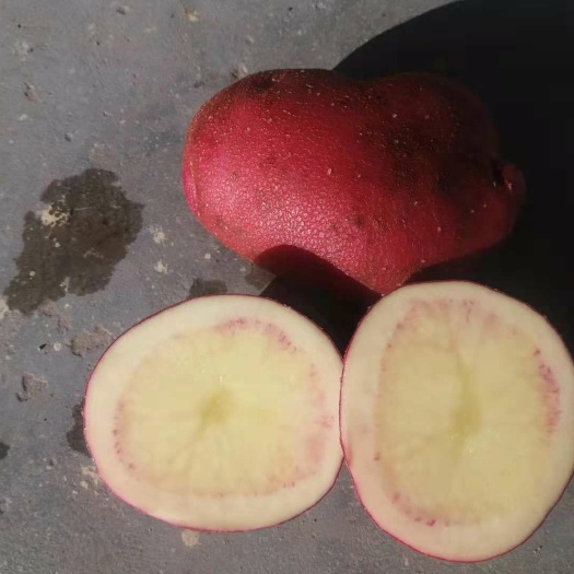 青薯9号土豆种子 一级原种