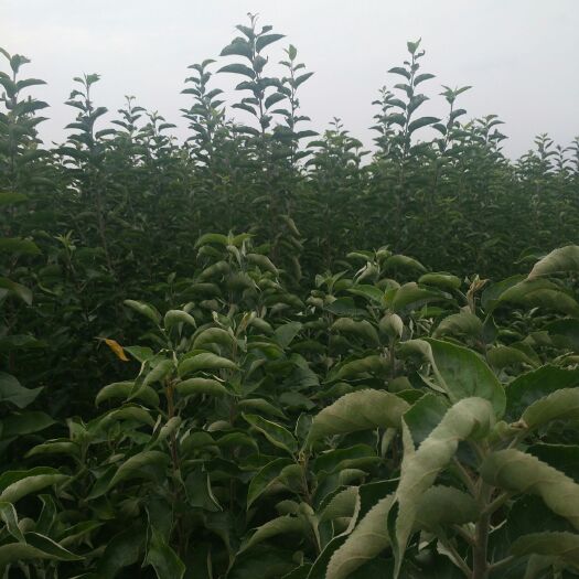 泰安红肉苹果树苗 1~1.5米