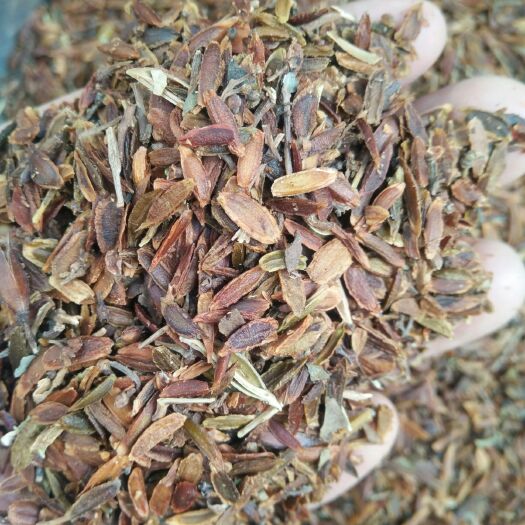 绛县紫丁香种子 ≥90%