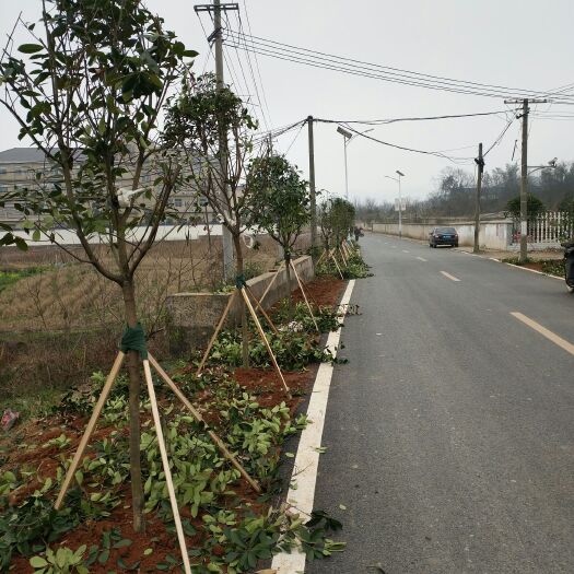 长沙高杆红叶石楠