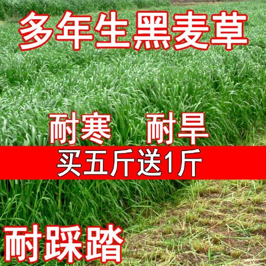 沭阳县黑麦草种子 牧草种子