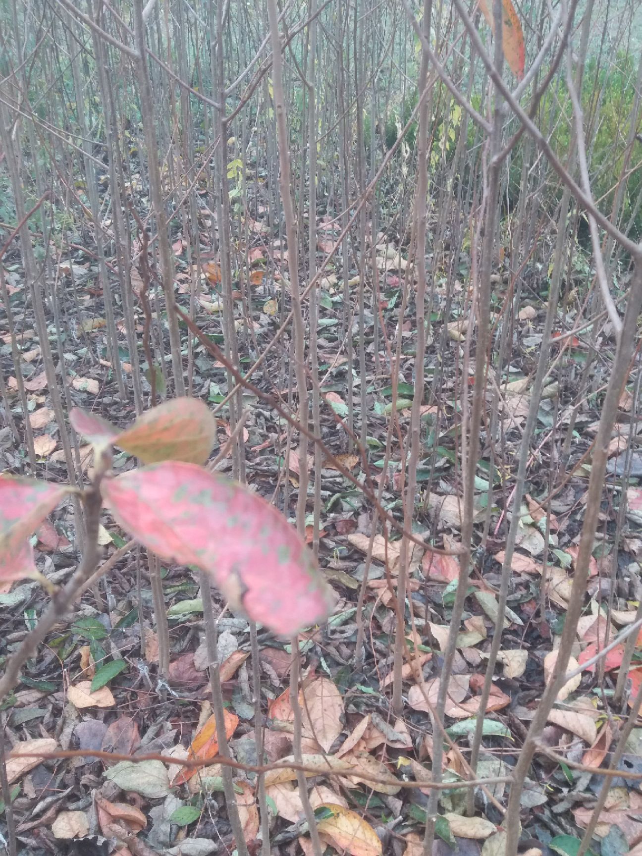  柿子树苗 大量供应 柿子苗 嫁接成品柿树苗