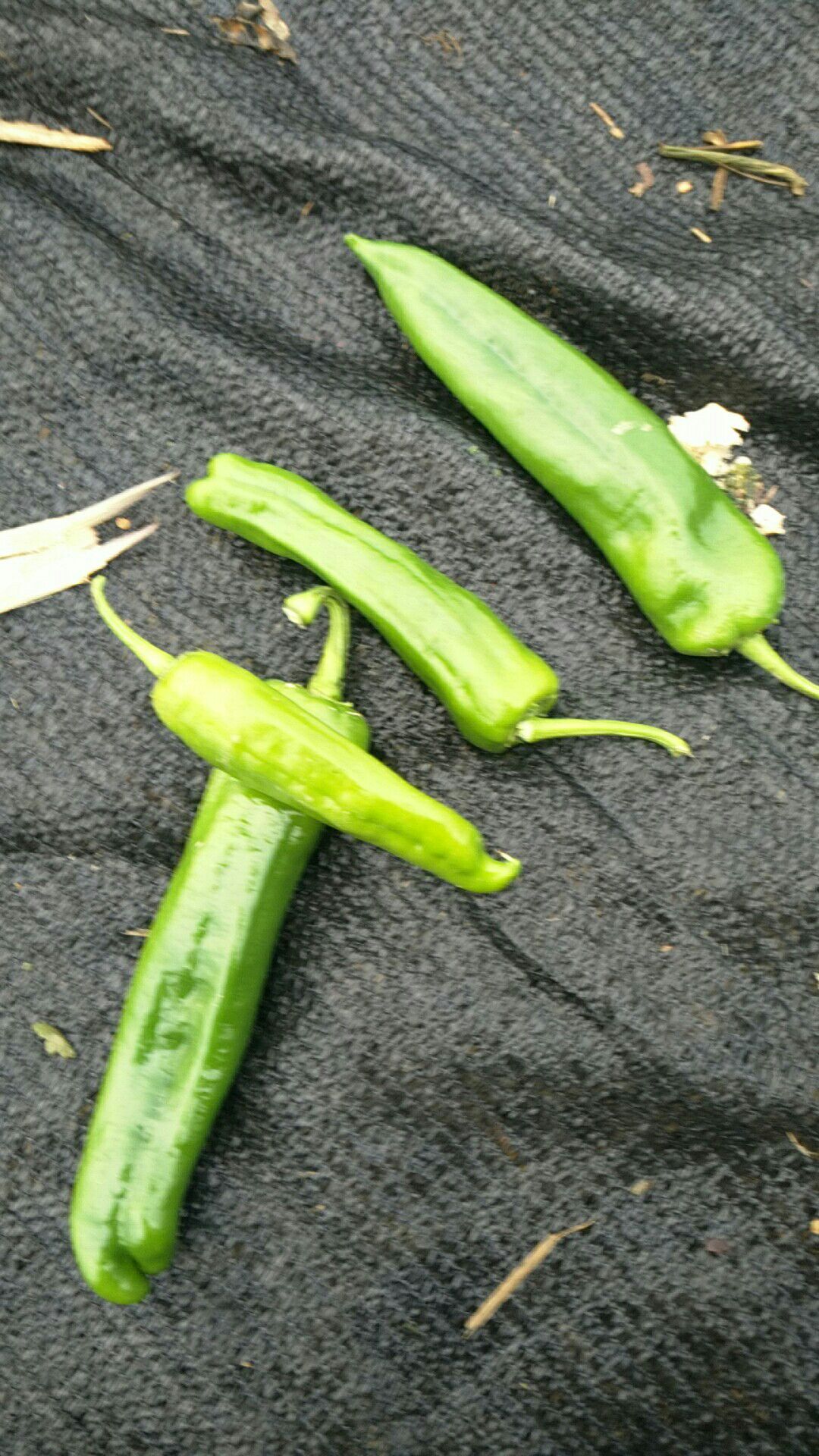 二炮辣椒 15~20cm 靑色 微辣