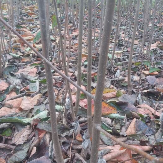 西华县 柿子树苗 大量供应 柿子苗 嫁接成品柿树苗
