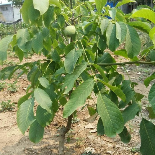 泰安香玲核桃苗