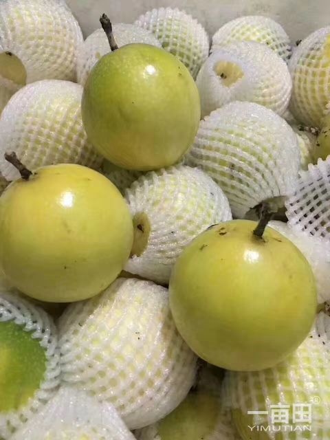 海口黄金百香果 50 - 60克