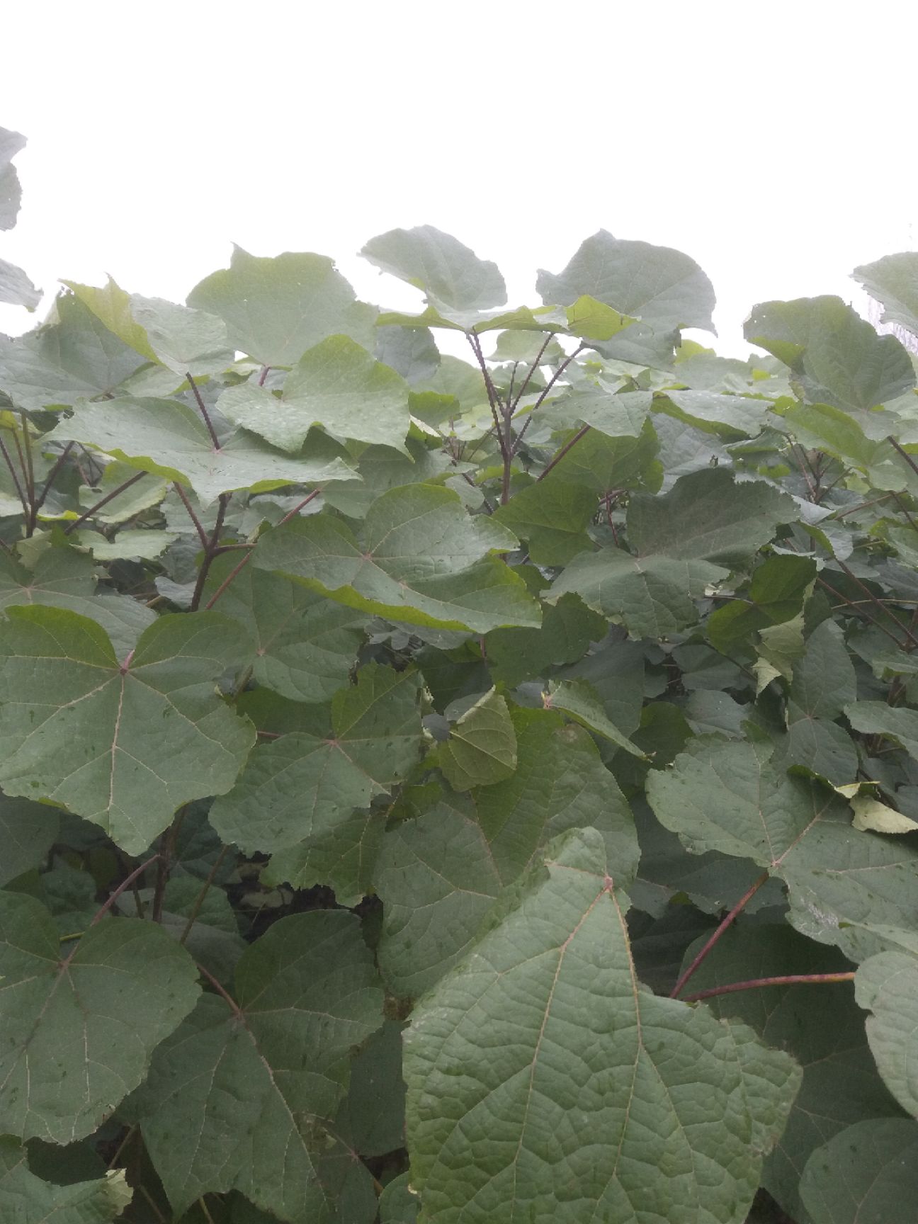  楸树苗 梓树苗 规格齐全 价格优惠 全国发货