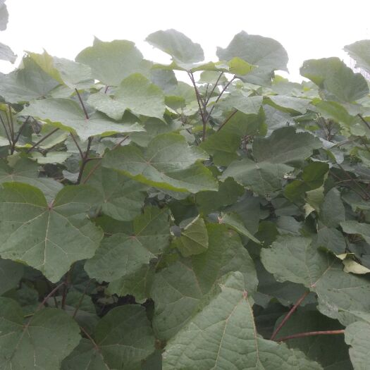  楸树苗 梓树苗 规格齐全 价格优惠 全国发货