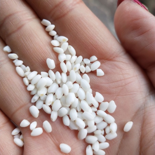 齐齐哈尔糯米  新货源足，实物拍摄，价格随行