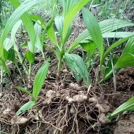 南宁紫花白芨苗 