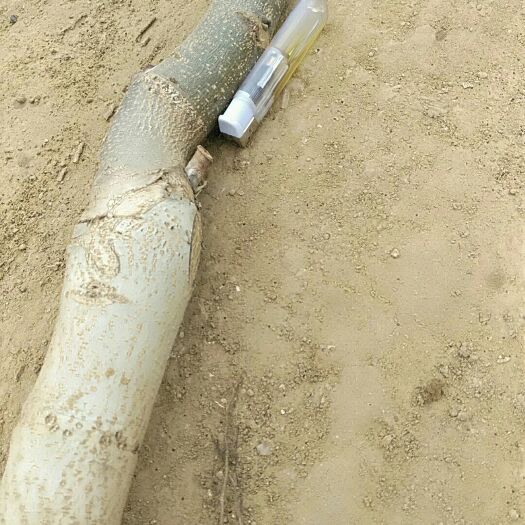 赞皇县嫁接核桃苗 