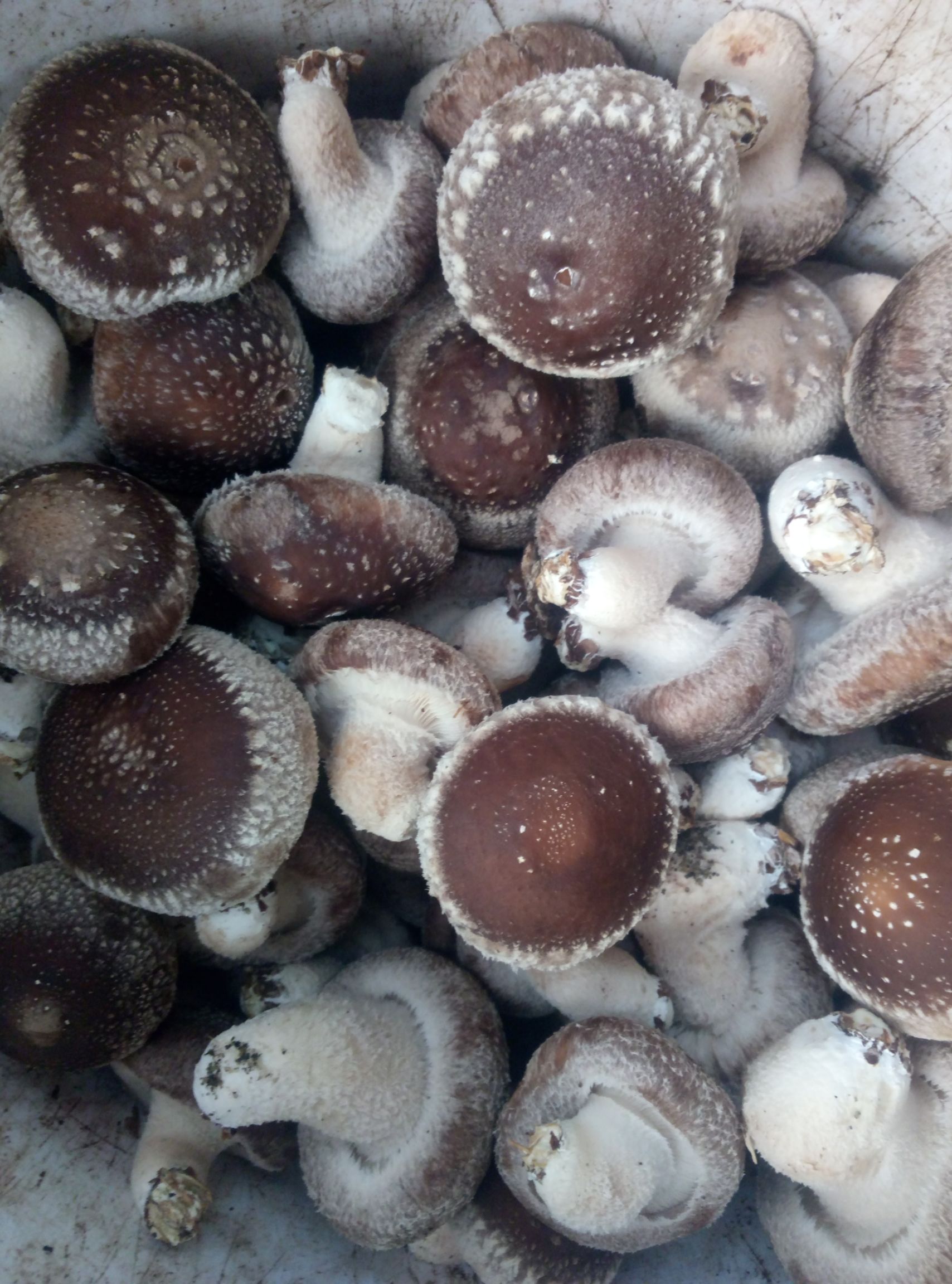 柄短个大的香菇品种图片
