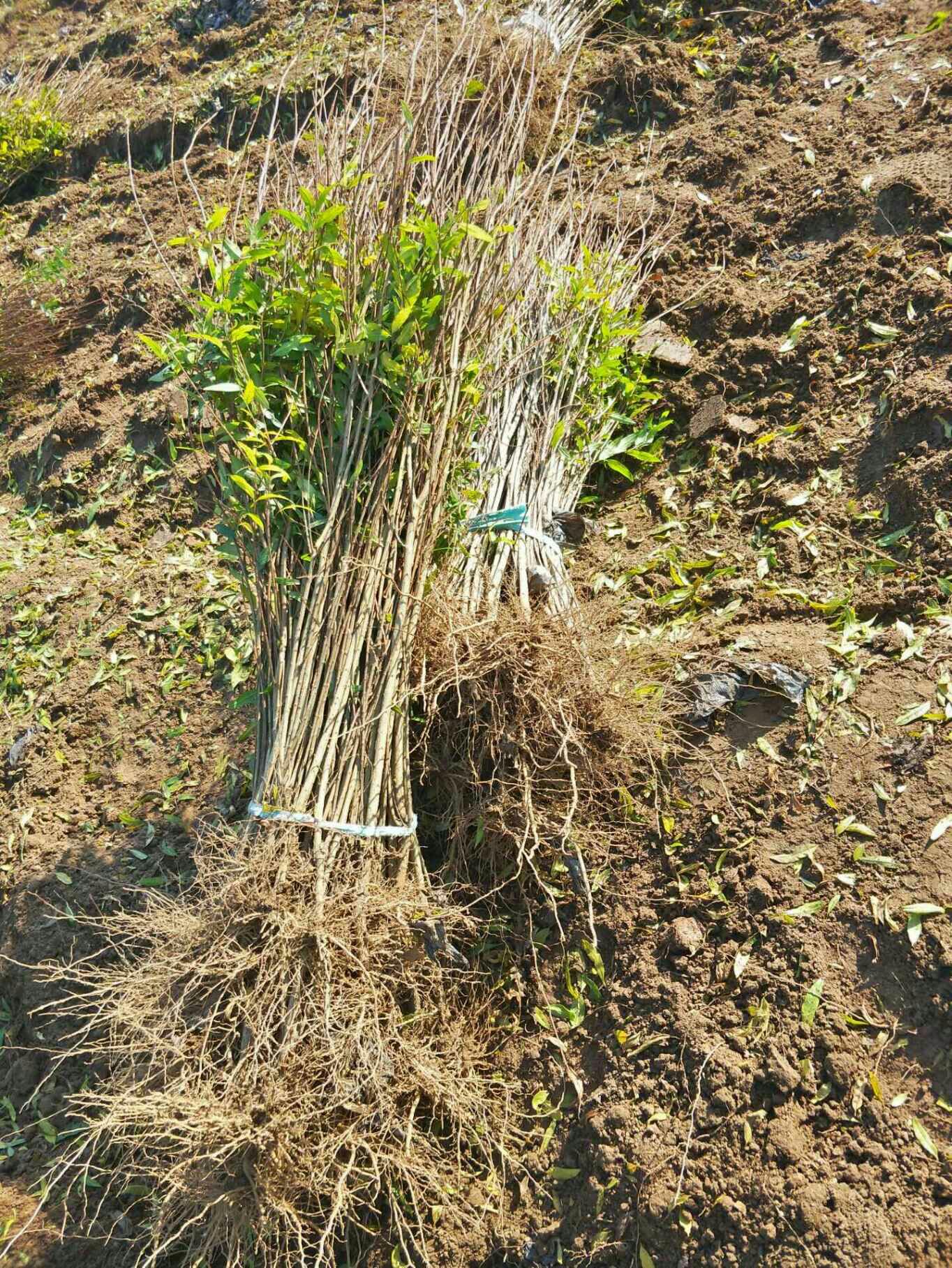 黑籽石榴树苗 正宗软籽黑石榴，种植基地直销现挖现发，包成活，包品种！