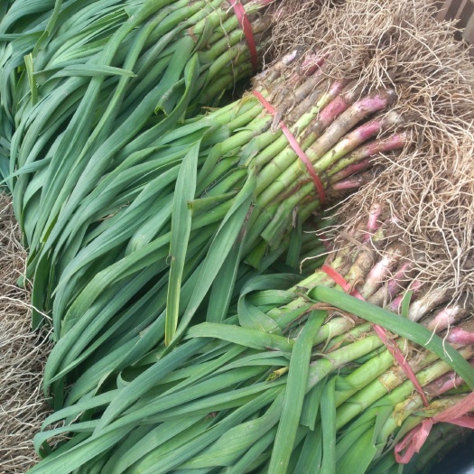 红根蒜苗 40 - 45cm