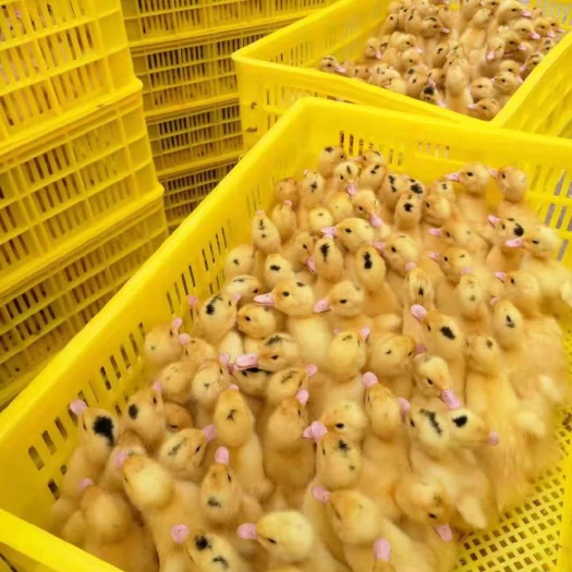 南宁一点头鸭苗