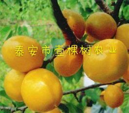 泰安珍珠油杏苗 