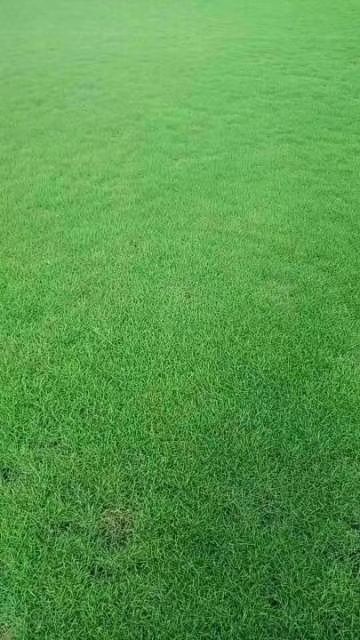 新余马尼拉草皮 马尼拉，草大量上市