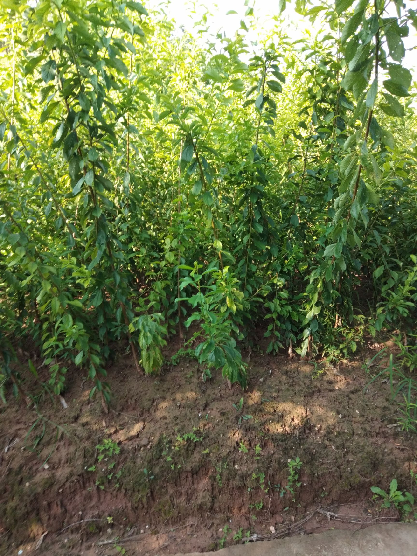 青脆李苗  青脆李子苗
